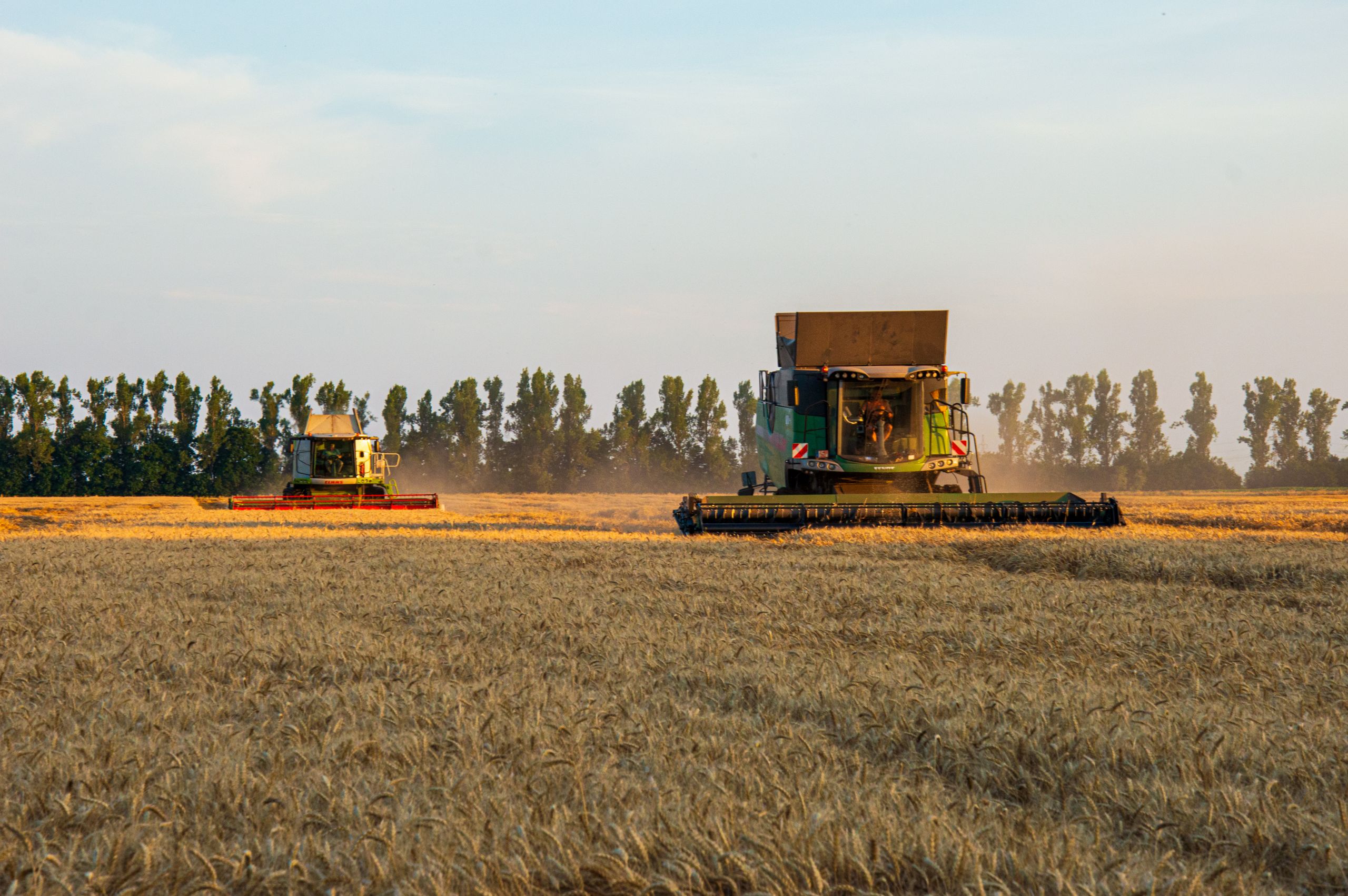 A combine harvester working a wheat field in low golden light, with a line of trees behind it.