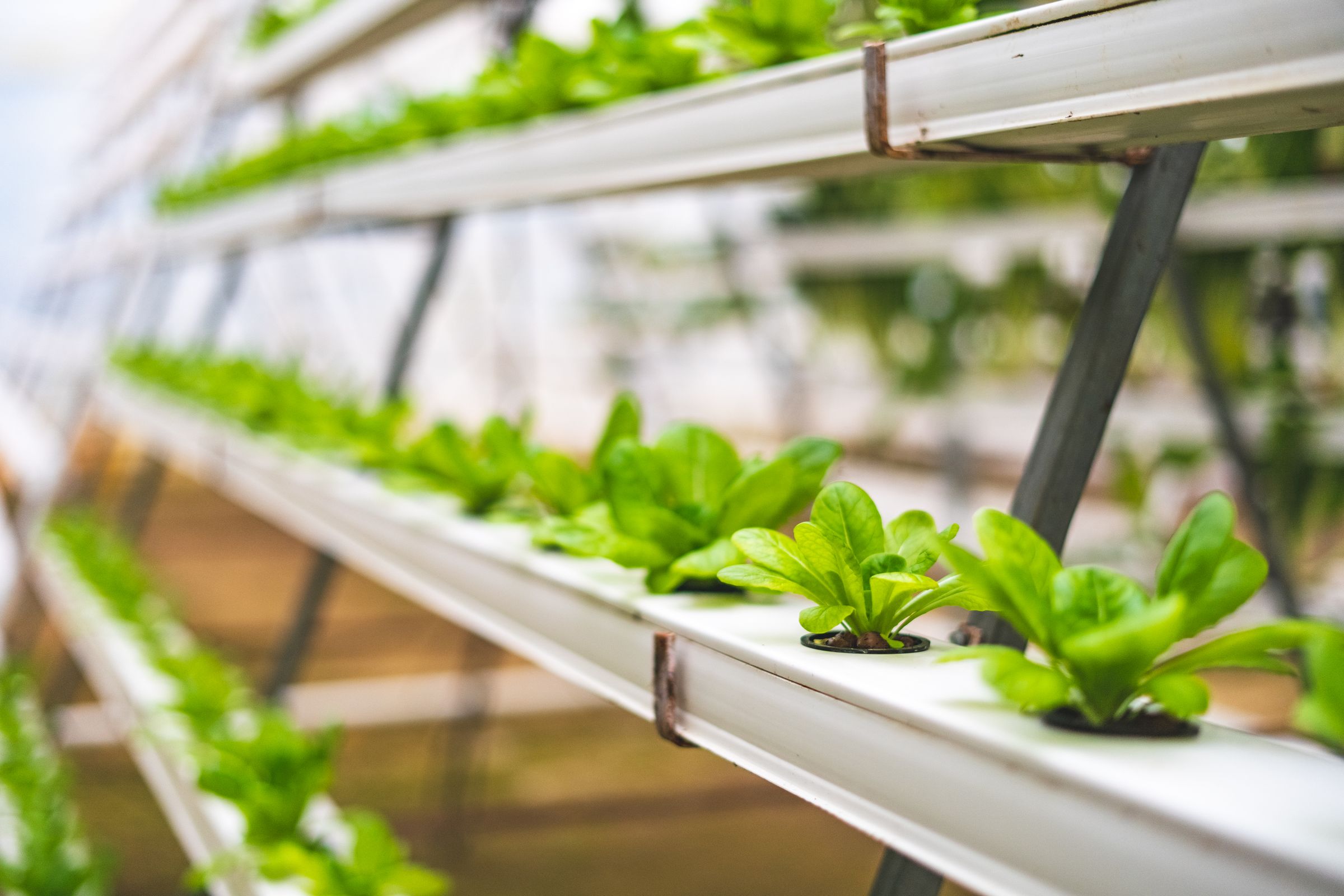 Rows of young lettuce growing in white hydroponic channels stacked in tiers.