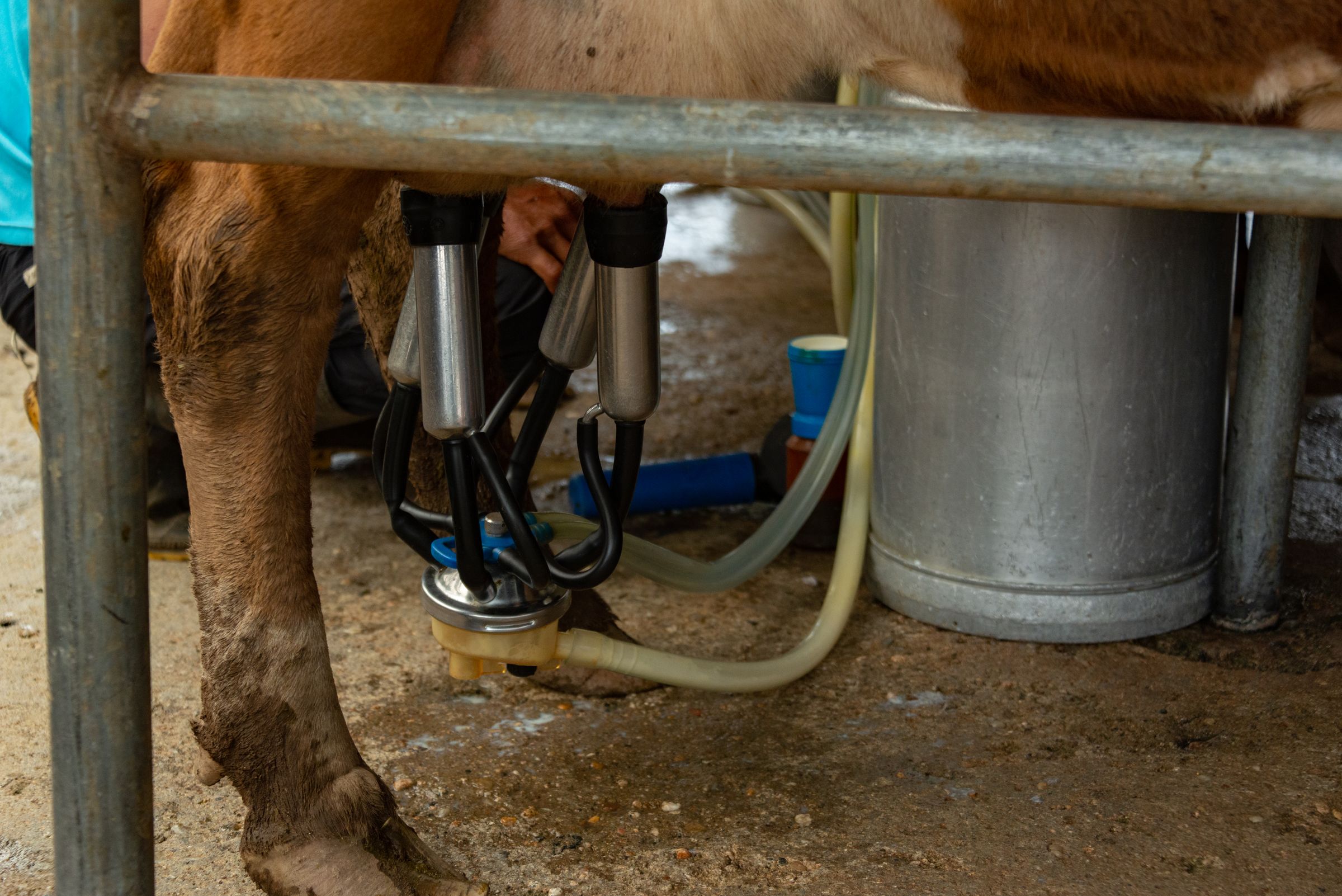The legs and udder of a cow in a milking stall, with automated milking cups attached and a steel churn beside her.